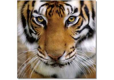 Image for Wall Art Tiger