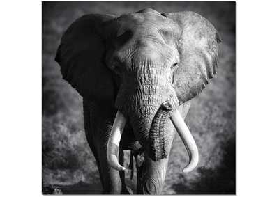 Image for Wall Art Elephant Power