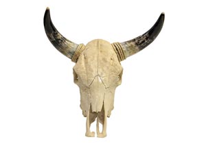 Image for Cranium Skull w/Horns