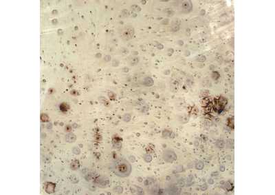 Thumb Image5